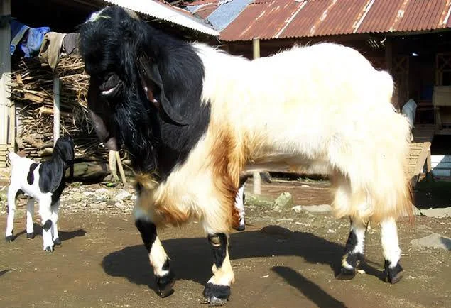 Kambing
